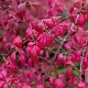 Euonymus alatus 100-125 cm 30L solitair
