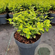 Euonymus fort. 'Emerald 'n' Gold' GM C3