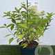 Hydrangea pan. 'Phantom' 40-50 cm 3,0L