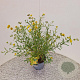 Hypericum kalmianum 'Gemo' 30-40 cm 2,5L