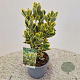 Euonymus jap. Marieke 25-30 cm 2,5L