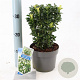 Euonymus jap. Paloma Blanca 20-25 cm 2,0L