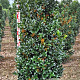 Ilex meserv. Heckenfee 160-180 cm draadkluit
