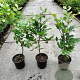 Fagus sylvatica 60-70 cm 2,5L