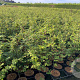 Fagus sylvatica 60-80 cm 3,5L