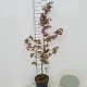 Fagus syl. 'Atropunicea' 100-125 cm 5,0L