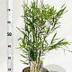 Fargesia nitida 'Black Pearl' 40-60 cm 5,0L