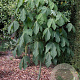 Firmiana simplex 200-250 cm container meerstammig extra