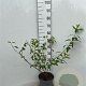 Forsythia int. 'Spectabilis' 60-80 cm 5,0L