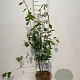 Frangula alnus 60-80 cm 5,0L