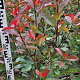 Photinia fraseri 'Red Robin' 60-80 cm met kluit