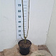 Fraxinus excelsior 80-100 cm 7,5L