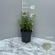 Fuchsia magellanica molinae GM 2,0L