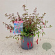 Fuchsia 'Riccartonii' 30-35 cm 2,5L