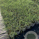 Genista lydia 30-40 cm 2,0L