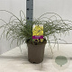 Genista lydia 30-40 cm 2,0L
