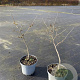 Hamamelis int. 'Diane' 30-40 cm 5,0L