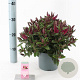 Hebe Donna Eva 20-25 cm 2,0L