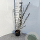 Salix repens nitida 40-60 cm 2,0L