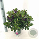 Hebe Hebedonna Alexa 20-25 cm 2,0L