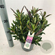 Hebe Hebedonna Britta 20-25 cm 2,0L