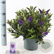 Hebe Hebedonna Britta 20-25 cm 2,0L