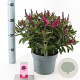Hebe Hebedonna Nikka 20-25 cm 2,0L