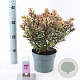 Hebe 'Tricolor' 20-25 cm 2,0L