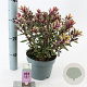 Hebe 'Tricolor' 20-25 cm 2,0L