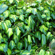 Hedera colchica 'Sulphur Heart' 70 cm C1.5 met stok