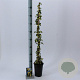 Hedera hel. 'Goldheart' 50-70 cm C1.5