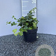 Hedera hib. 'Arbori Compact' 20-25 cm 2,0L