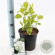 Hydrangea a. 'Annabelle' 20-25 cm 2,0L