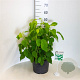 Hydrangea a. 'Annabelle' 40-50 cm 10L