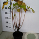 Hydrangea a. 'Annabelle' 60-80 cm 7,5L