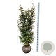 Elaeagnus ebb. 'Compacta' 125-150 cm met kluit