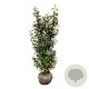 Elaeagnus ebb. 'Compacta' 125-150 cm met kluit
