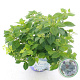 Hydrangea 'Boléro' 25-30 cm 3,5L