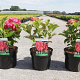 Hydrangea m. 'Alpenglühen' 25-30 cm 3,5L