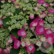 Hydrangea m. Frisbee 40-50 cm 5,0L
