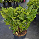 Hydrangea m. 'Libelle' 40-50 cm 10L