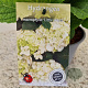 Hydrangea m. 'Little White' 25-30 cm 2,5L