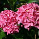 Hydrangea m. 'Tovelit' 20-25 cm 3,5L