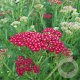 Achillea m. New Vintage Red GM P9