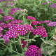Achillea m. New Vintage Violet GM P9