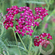 Achillea m. 'Sammetriese' GM P9