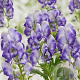 Aconitum camm. 'Bicolor' GM P9