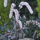 Actaea racemosa 'Queen of Sheba' GM P9