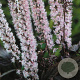 Actaea simp. 'Pink Spike' GM P9