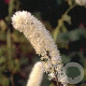 Actaea simp. 'White Pearl' GM P9